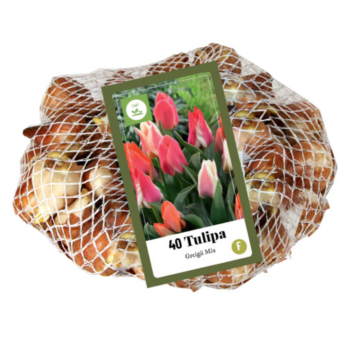 Tulp Greigii Mix 40st.