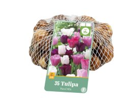 Tulpen Pastel Mix 35st