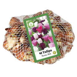Tulpen Pastel Mix 40st.