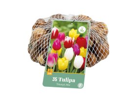 Tulpen Triumph Mix 35st.
