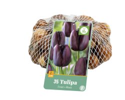 Tulpen Black 35st.