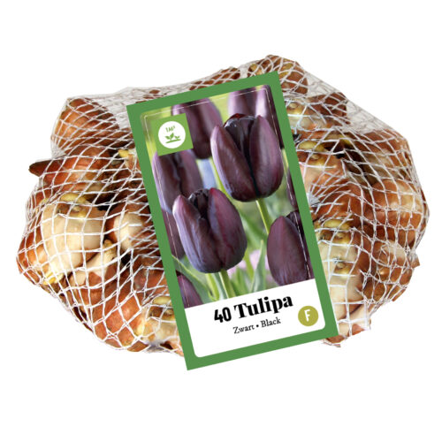 Tulpen Black 40st.