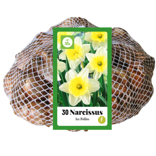 Narcissus Ice Follies 30st.