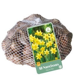 Narcissus Tête-à-Tête 50st