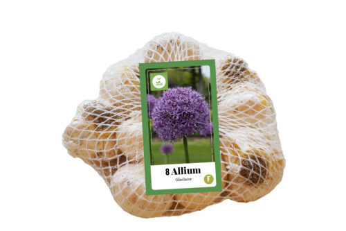 Allium Gladiator 8st.