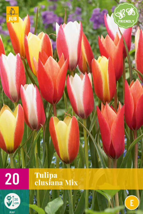 Tulp Clusiana Mix 20st.