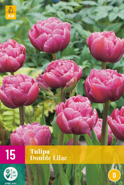 Tulp Double Lilac 15st.