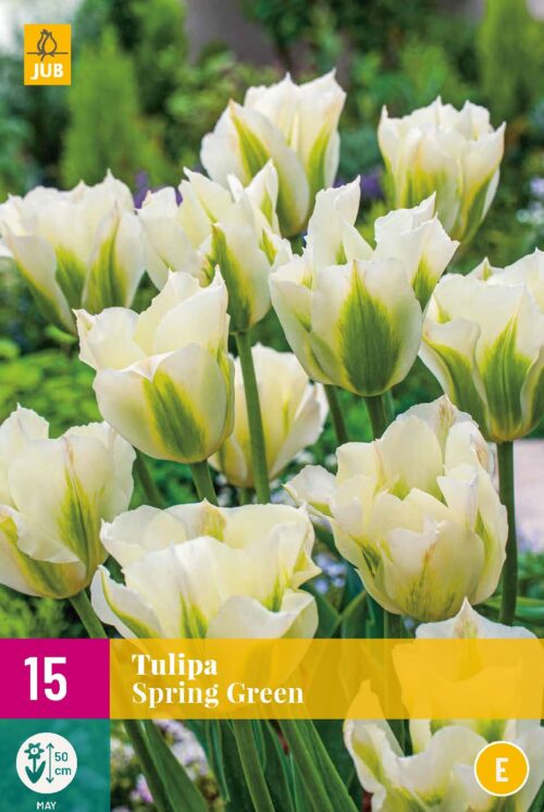Tulp Spring Green 15st.