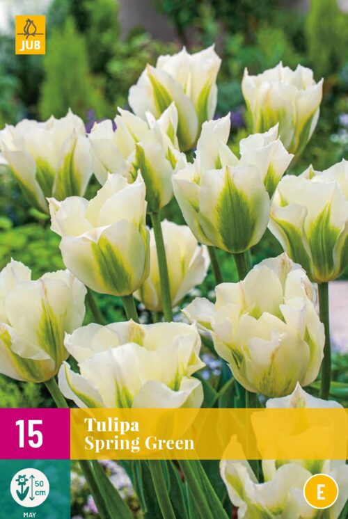 Tulp Spring Green 15st.