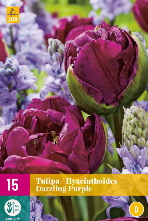 Tulp & Hyacinthoides Dazzling Purple 15st.