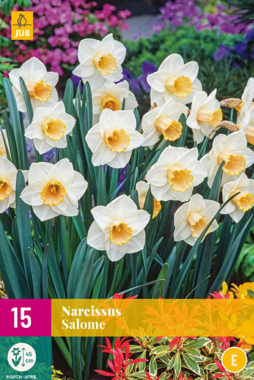 Narcis Salome 15st