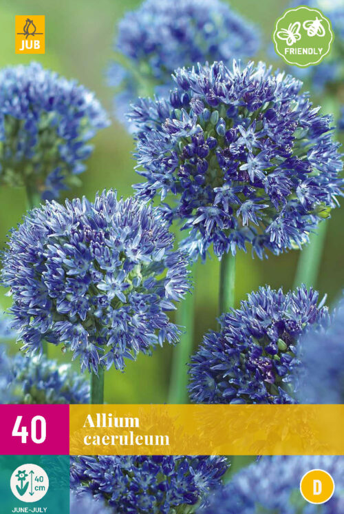 Allium Caeruleum 40st.