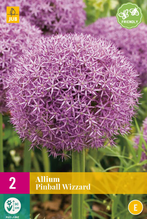 Allium Pinpal Wizzard