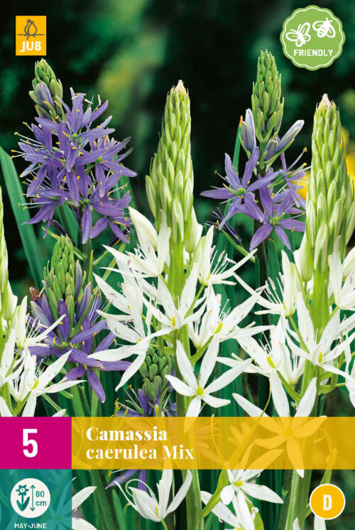 Camassia Caerulea Mix 5st