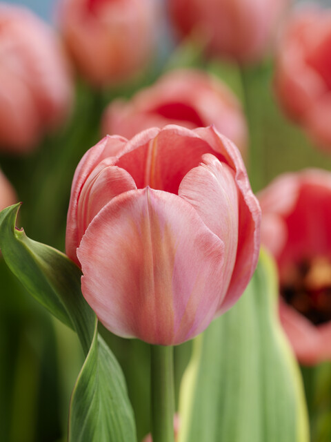 BIO Tulipa Design Impression 7st. - Afbeelding 2
