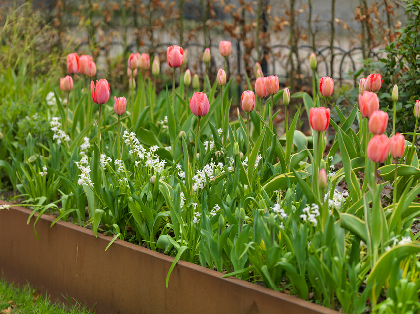 BIO Tulipa Design Impression 7st. - Afbeelding 4
