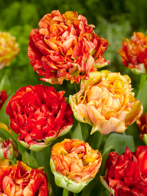 BIO Tulp Gudoshnik Double 7st. - Afbeelding 2