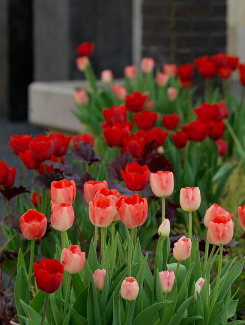 BIO Tulp Judith Leyster 7st. - Afbeelding 2
