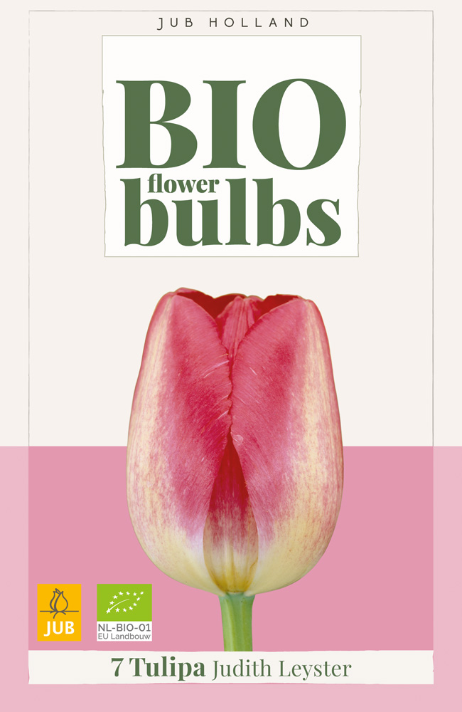 BIO Tulp Judith Leyster 7st.