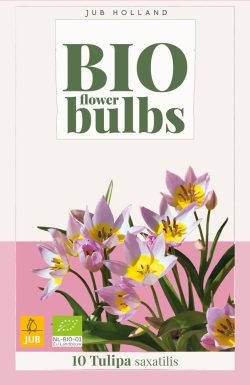 BIO Tulp Saxatilis 10st.