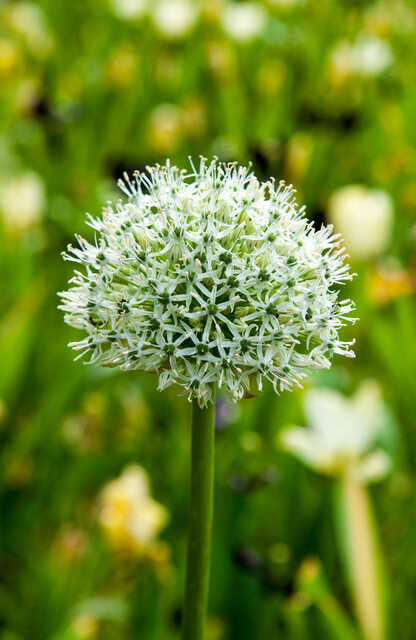 Bio Allium Mount Everest 1st. - Afbeelding 2