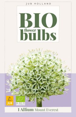 Bio Allium Mount Everest 1st.