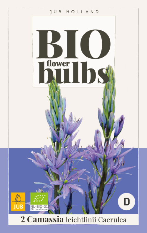 Bio Camassia Leichtlinii Caerulea 2st