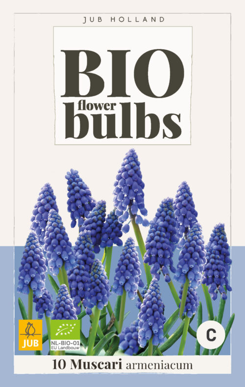 Bio Muscari Armeniacum 10st.