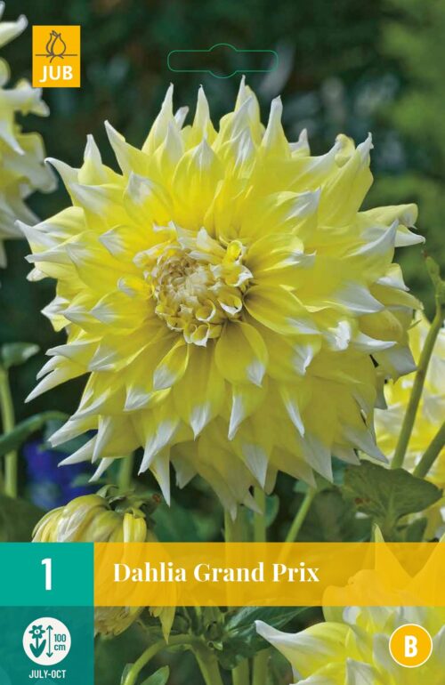 Dahlia Grand Prix