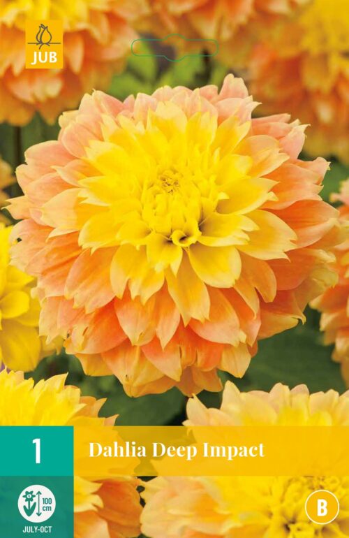 Dahlia Deep Impact