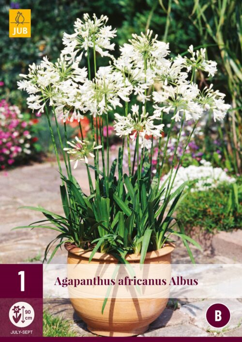 Agapanthus Africanus Albus