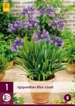 Agapanthus Blue Giant