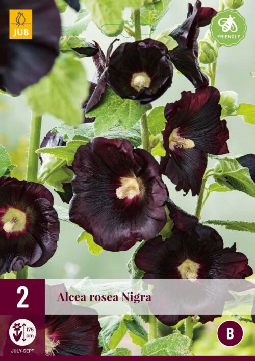 Alcea Rosea Nigra