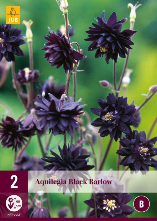 Aquilegia Black Barlow