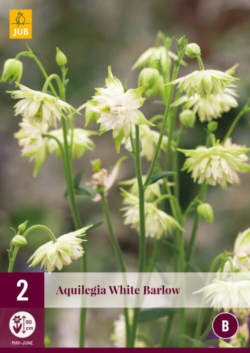 Aquilegia White Barlow