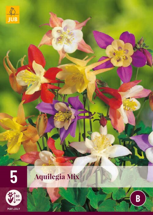 Aquilegia Mix