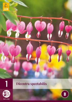 Dicentra Spectabilis