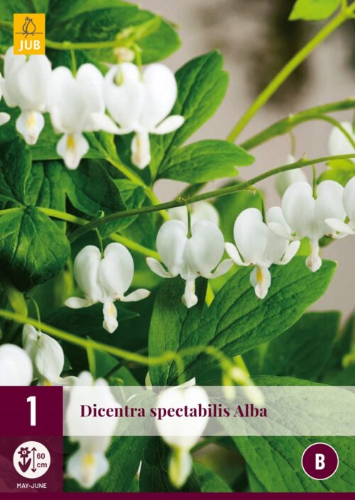 Dicentra Spectabilis Alba