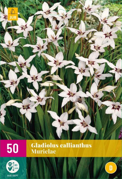 Gladiool Callianthus Murielae