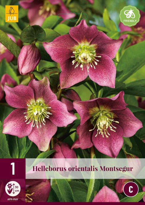 Helleborus Orientalis Montsegur