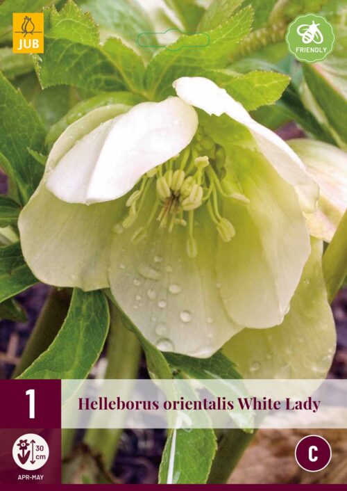 Helleborus Orientalis White Lady