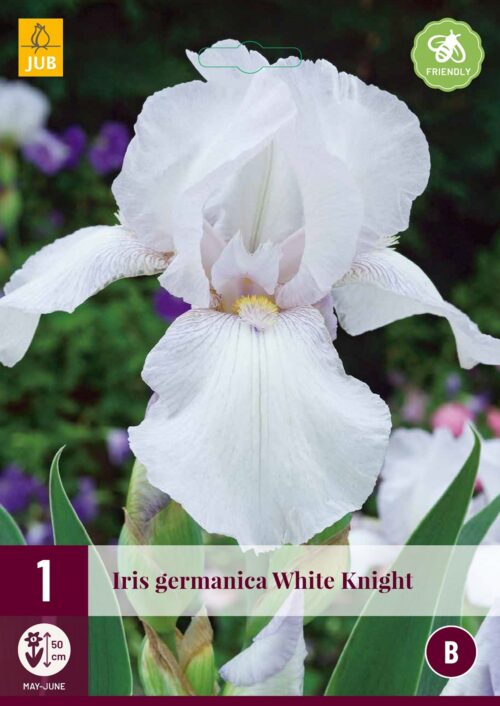 Iris Germanica White Knight