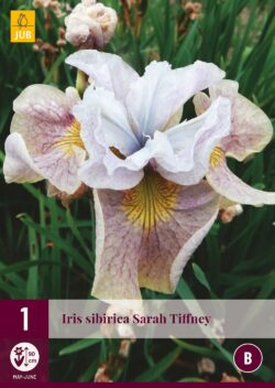 Iris Siberica Sarah Tiffney