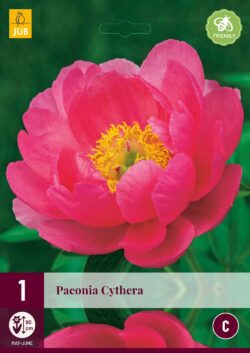 Paeonia Cytherea