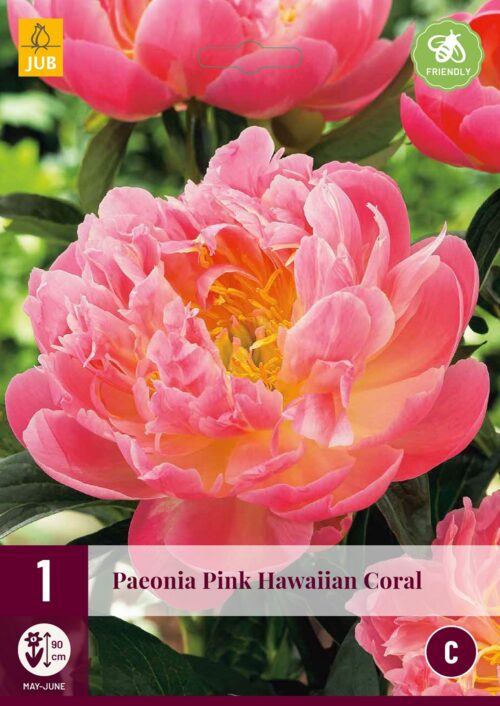 Paeonia Pink Hawaiian Coral