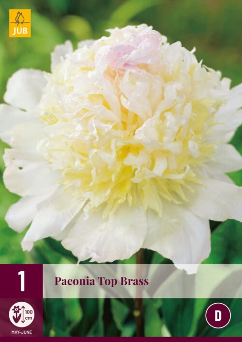 Paeonia Top Brass