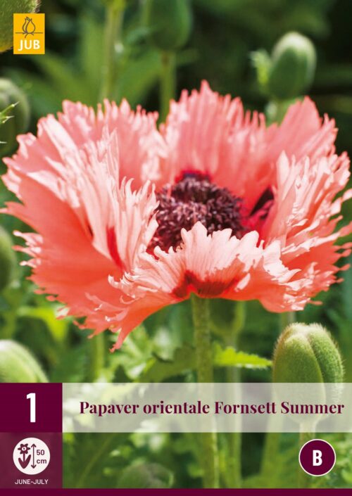 Papaver Forncett Summer