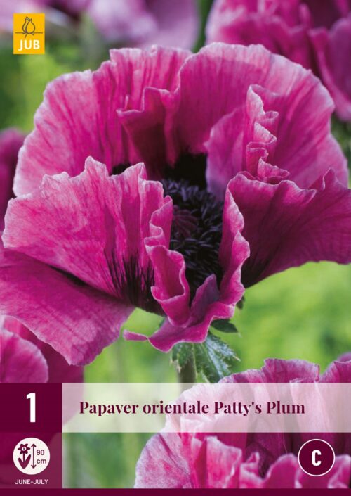 Papaver Patty'S Plum