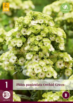 Phlox Paniculata Orchid Green