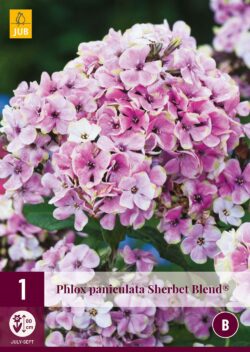 Phlox Paniculata Sherbet Blend